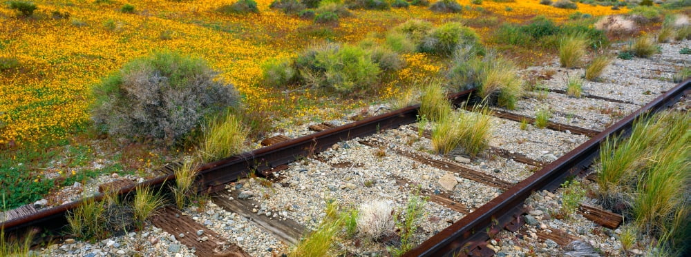 Spring Wildflowers and Railroad Tracks Mojave Desert California Canvas Art - Panoramic Images (27 x 9)