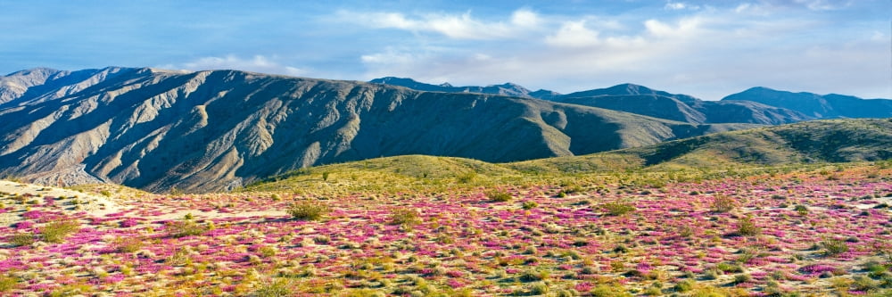 Spring bloom transforms a dune field into a carpet of verbena Anza Borrego Desert State Park California USA Canvas Art - Panoramic Images (12 x 36)