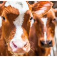 thumbnail image 1 of Spring cows 2 Poster Print by Sander Van Laar, 1 of 1