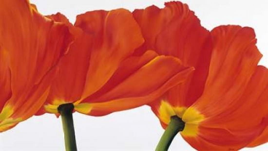 Spring dance Canvas Art - Yvonne Poelstra-Holzhaus (24 x 36)