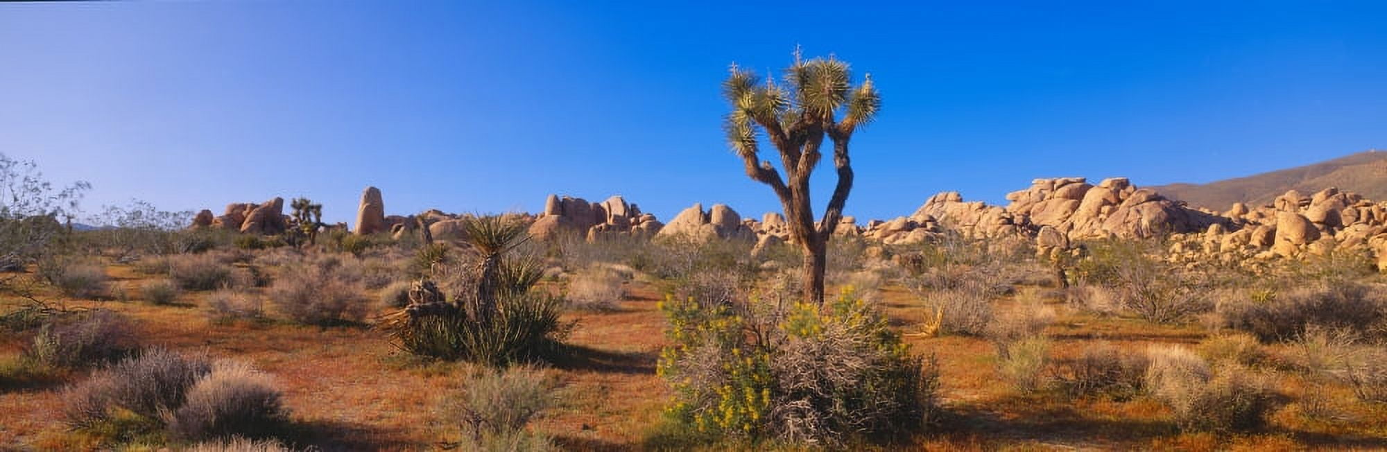 Spring in Joshua Tree National Park California Canvas Art - Panoramic Images (27 x 9)