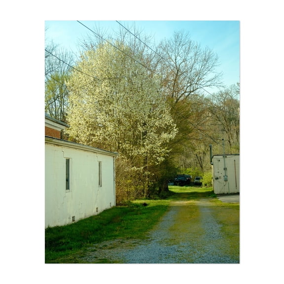 Spring in Marion - Marion Virginia Photography Rural Nature Landscape Floral Scenic Rustic Unframed Wall Art Print 16 x 20 inches