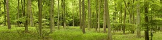 Spring in Thetford Forest Norfolk England Canvas Art - Panoramic Images (40 x 10)
