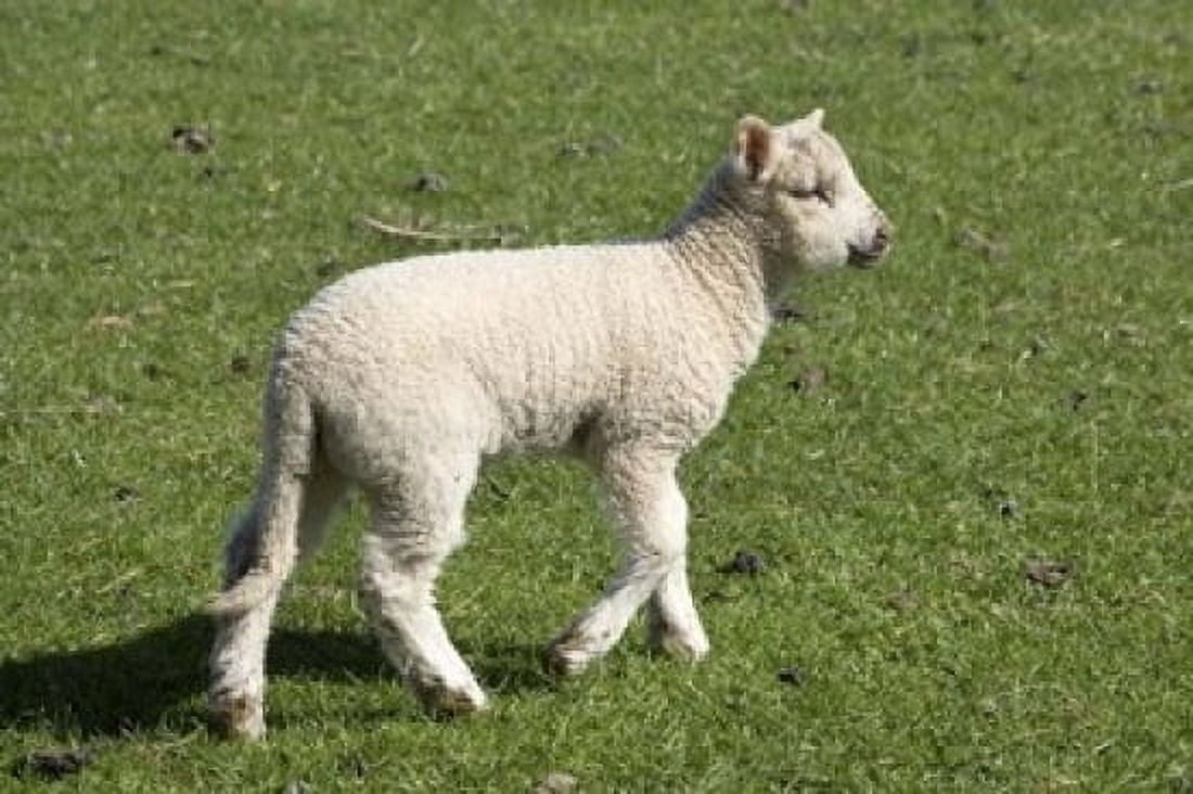 Spring lamb Dunedin Otago South Island New Zealand Canvas Art - David Wall DanitaDelimont (36 x 24)