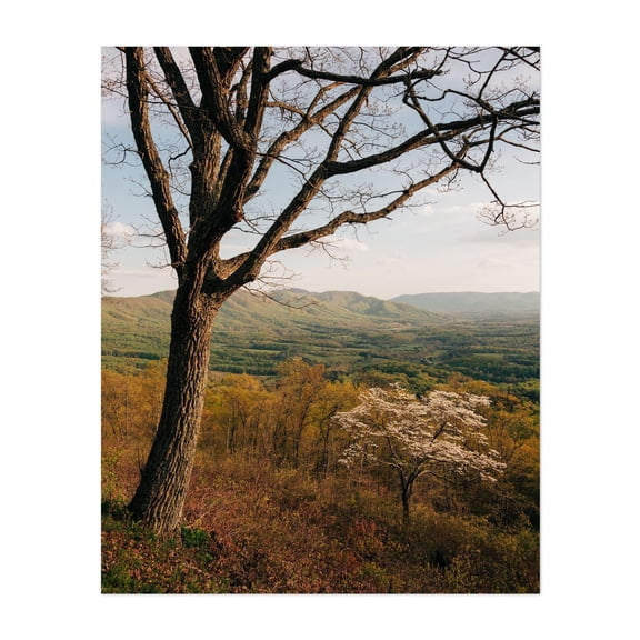 Spring on the Blue Ridge Parkway - Roanoke Virginia Photography Unframed Wall Art Print 11 x 14 inches