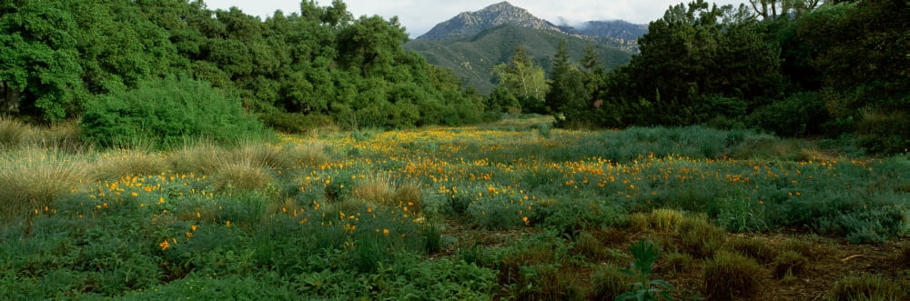 Spring poppy flowers in a garden Santa Barbara Botanic Garden Santa Barbara Santa Barbara County California USA Canvas Art - Panoramic Images (6 x 18)