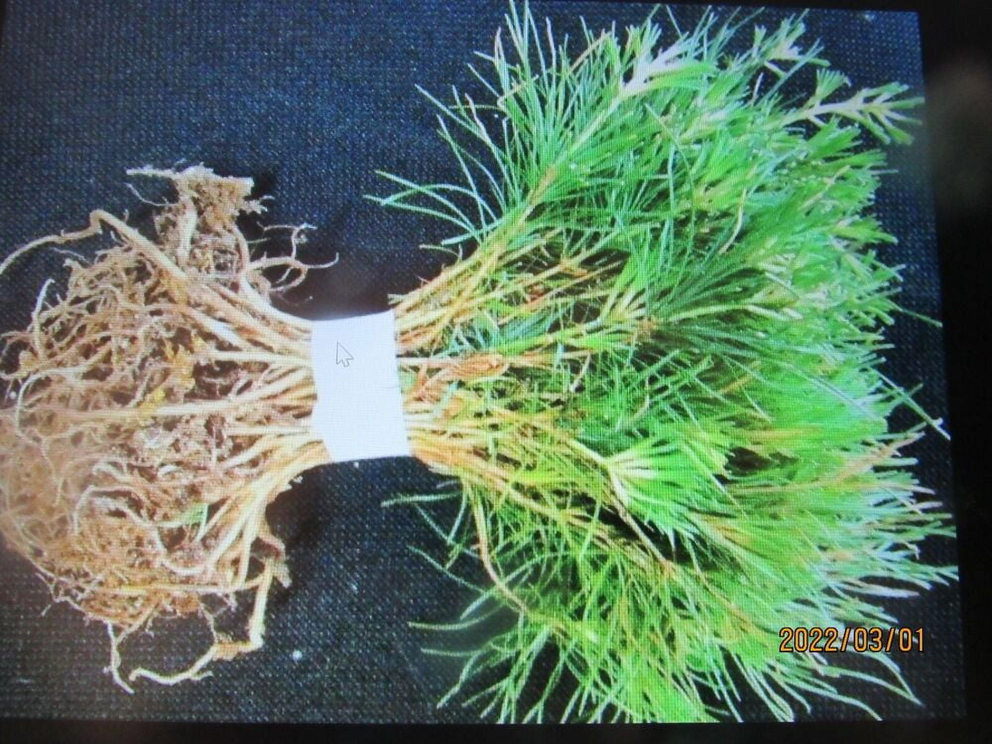 Spring sale ! 25 white pine seedlings 610 inch, tall, bare root