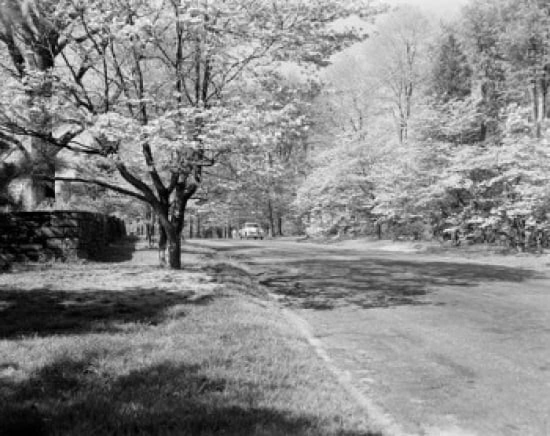 Spring scene road lined with Dogwood in full bloom Canvas Art - (24 x 36)