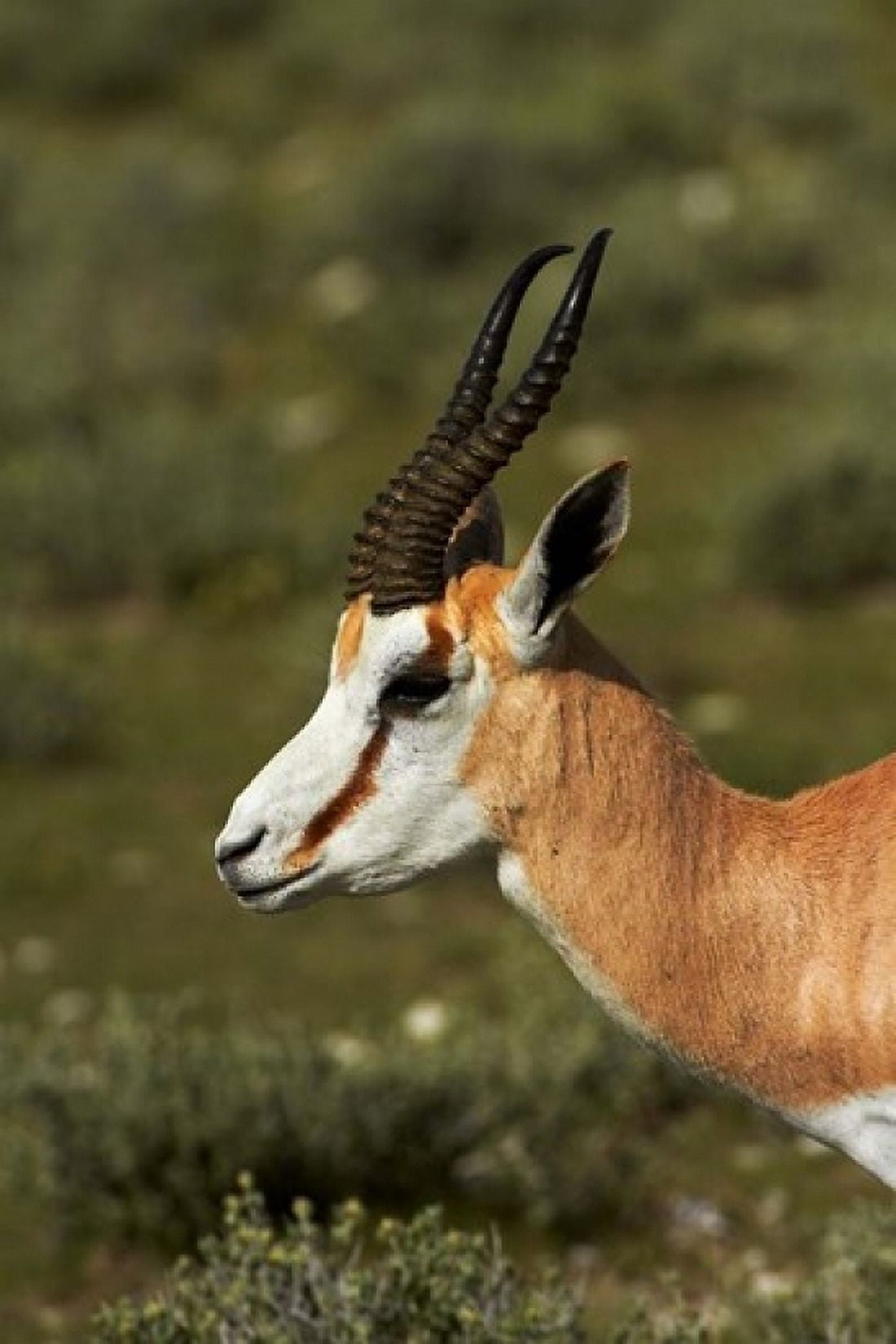 Springbok Antidorcas marsupialis Etosha NP Namibia Africa Canvas Art - David Wall DanitaDelimont (12 x 17)
