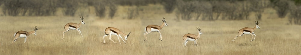 Springbok (Antidorcas marsupialis) Etosha National Park Namibia Canvas Art - Panoramic Images (22 x 4)