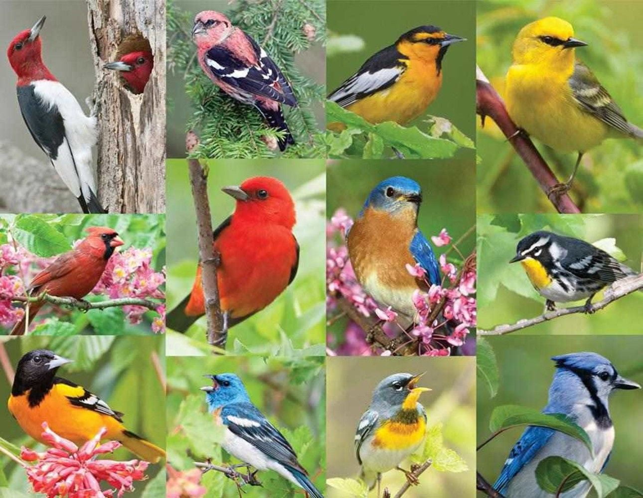 Springbok's 36 Piece Jigsaw Puzzle Birds of a Feather
