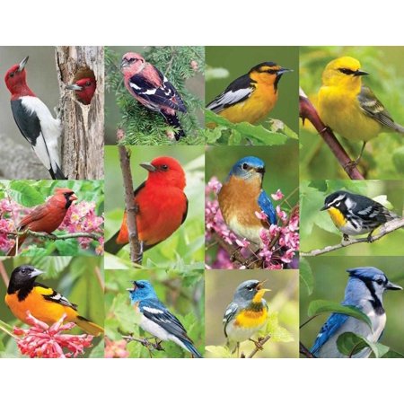 Springbok's 36 Piece Jigsaw Puzzle Birds of a Feather