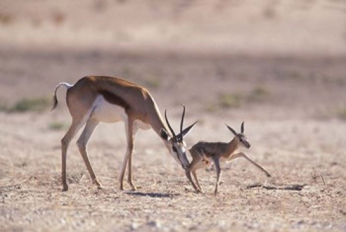 Springbok Mother Helps Newborn Kalahari Gemsbok National Park South Africa Canvas Art - Paul Souders DanitaDelimont (18 x 12)