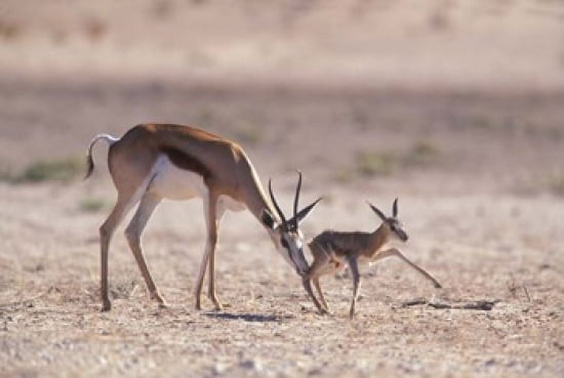 Springbok Mother Helps Newborn Kalahari Gemsbok National Park South Africa Canvas Art - Paul Souders  DanitaDelimont (36 x 24)