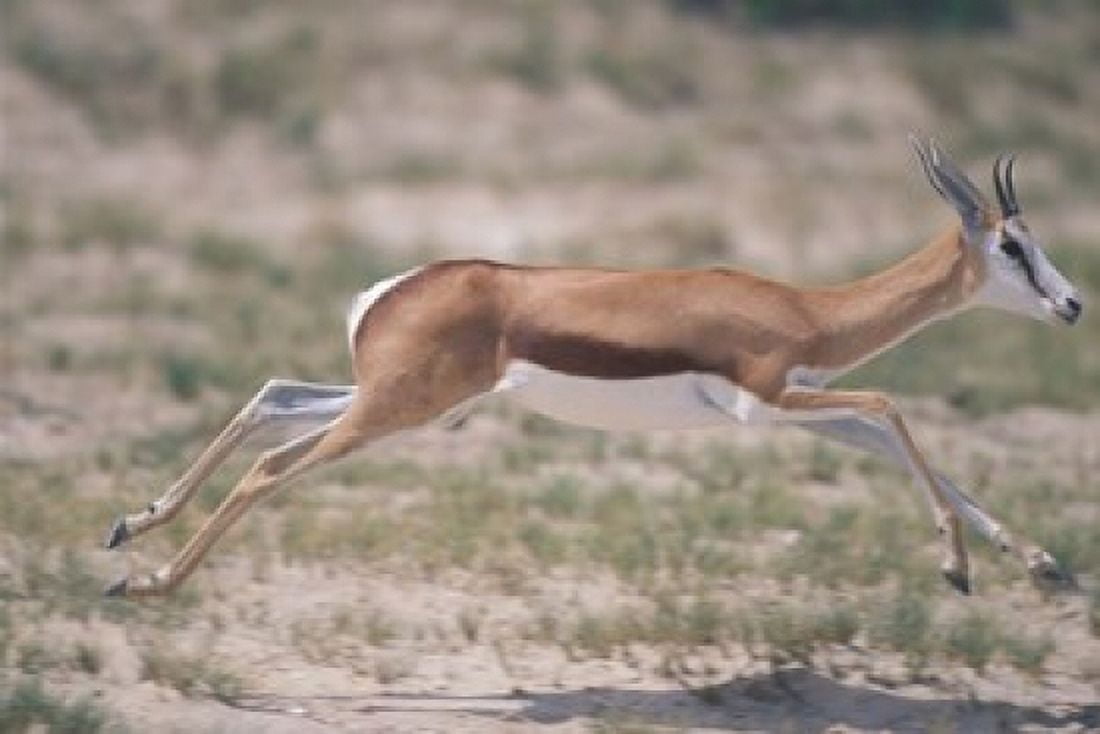 Springbok Running Through Desert Kgalagadi Transfrontier Park South Africa Canvas Art - Paul Souders DanitaDelimont (36 x 25)
