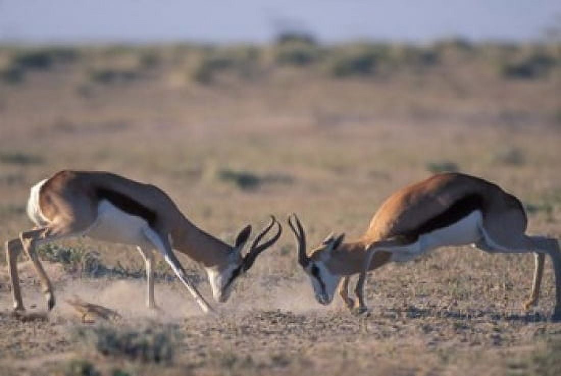 Springbok Sparring Etosha National Park Namibia Canvas Art - Paul Souders DanitaDelimont (36 x 24)