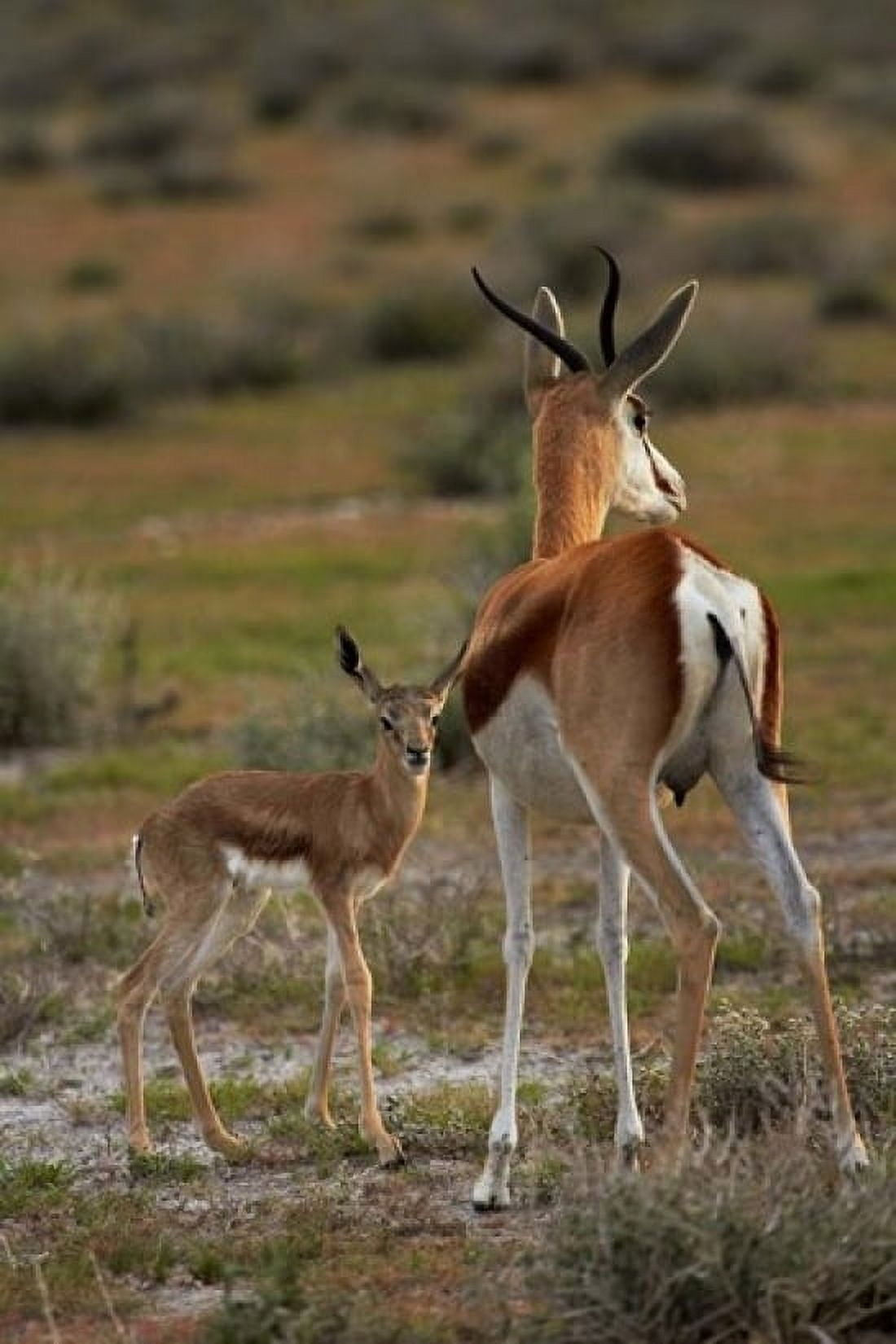 Springbok fawn and mother Etosha NP Namibia Africa Canvas Art - David Wall DanitaDelimont (12 x 17)