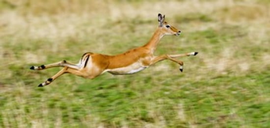 Springbok leaping in a field Canvas Art - Panoramic Images (24 x 12)
