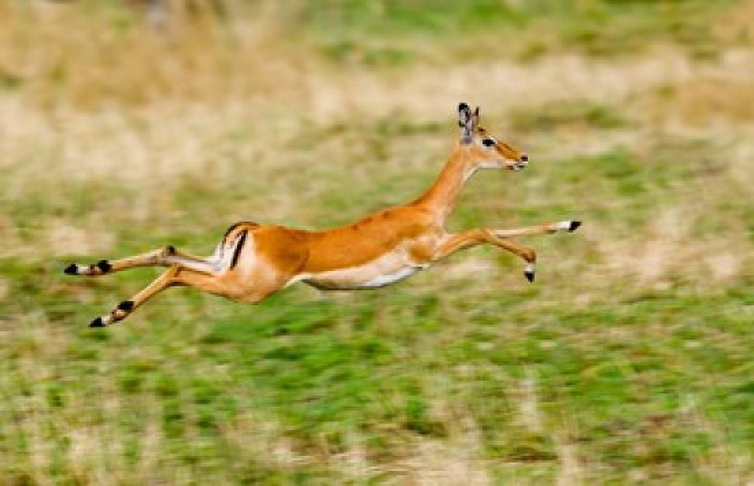 Springbok leaping in a field Canvas Art - Panoramic Images (36 x 24)