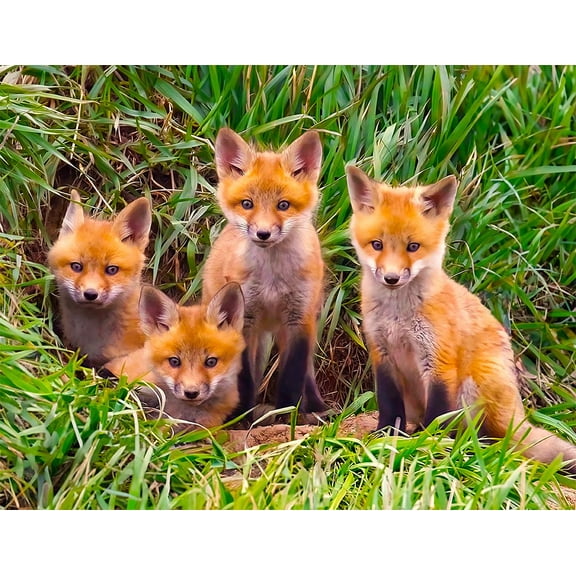 Springbok's Fox Pups Den 60 Piece Jigsaw Puzzle - Unique Cut Pieces