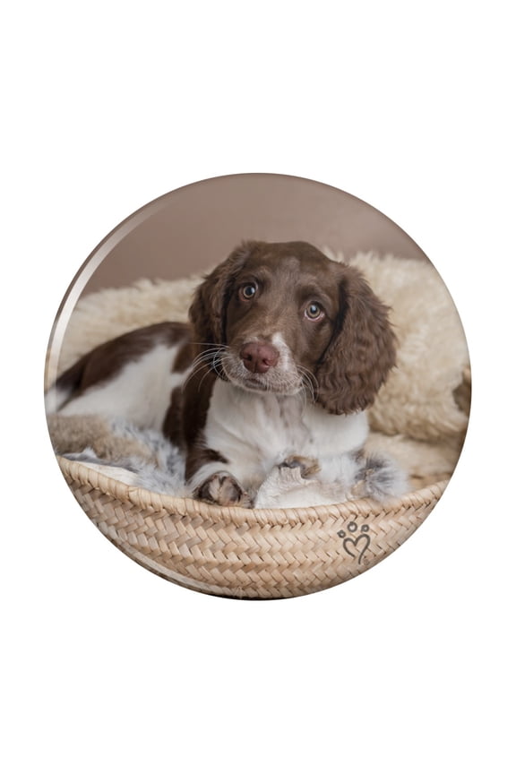 Springer Spaniel Puppy Dog Basket Bed Pinback Button Pin