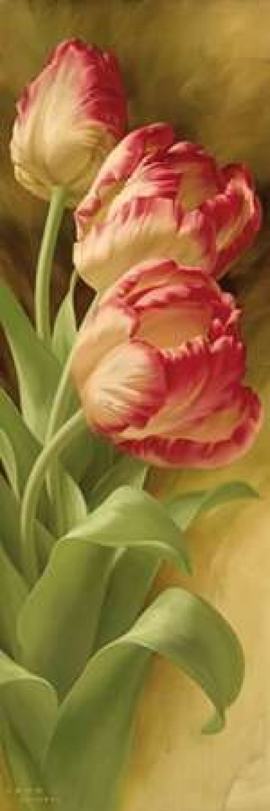 Springs Parrot Tulip II Canvas Art - Igor Levashov (8 x 24)