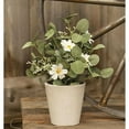 thumbnail image 1 of Springsong In Pot, 11", 1 of 1