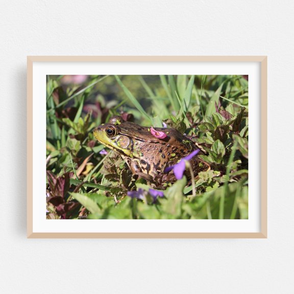 Springtime Blossom Frog - Photography Wildlife Nature Garden Animal Scenic Floral Oak Framed Wall Art Print 24 x 36 inches