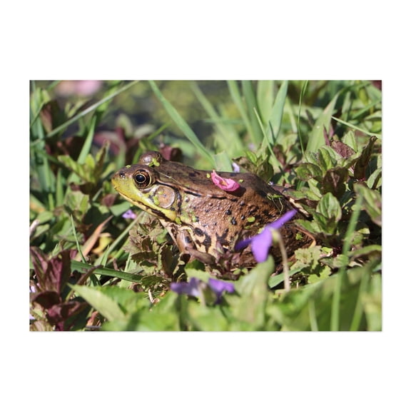 Springtime Blossom Frog - Photography Wildlife Nature Garden Animal Scenic Floral Unframed Wall Art Print 4 x 6 inches