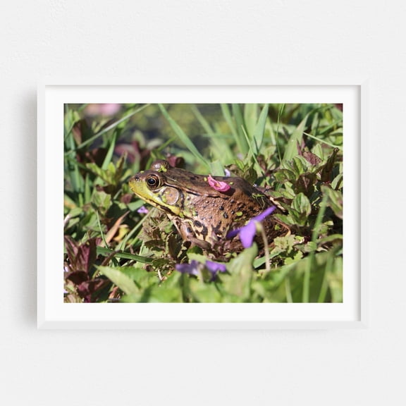 Springtime Blossom Frog - Photography Wildlife Nature Garden Animal Scenic Floral White Framed Wall Art Print 16 x 24 inches