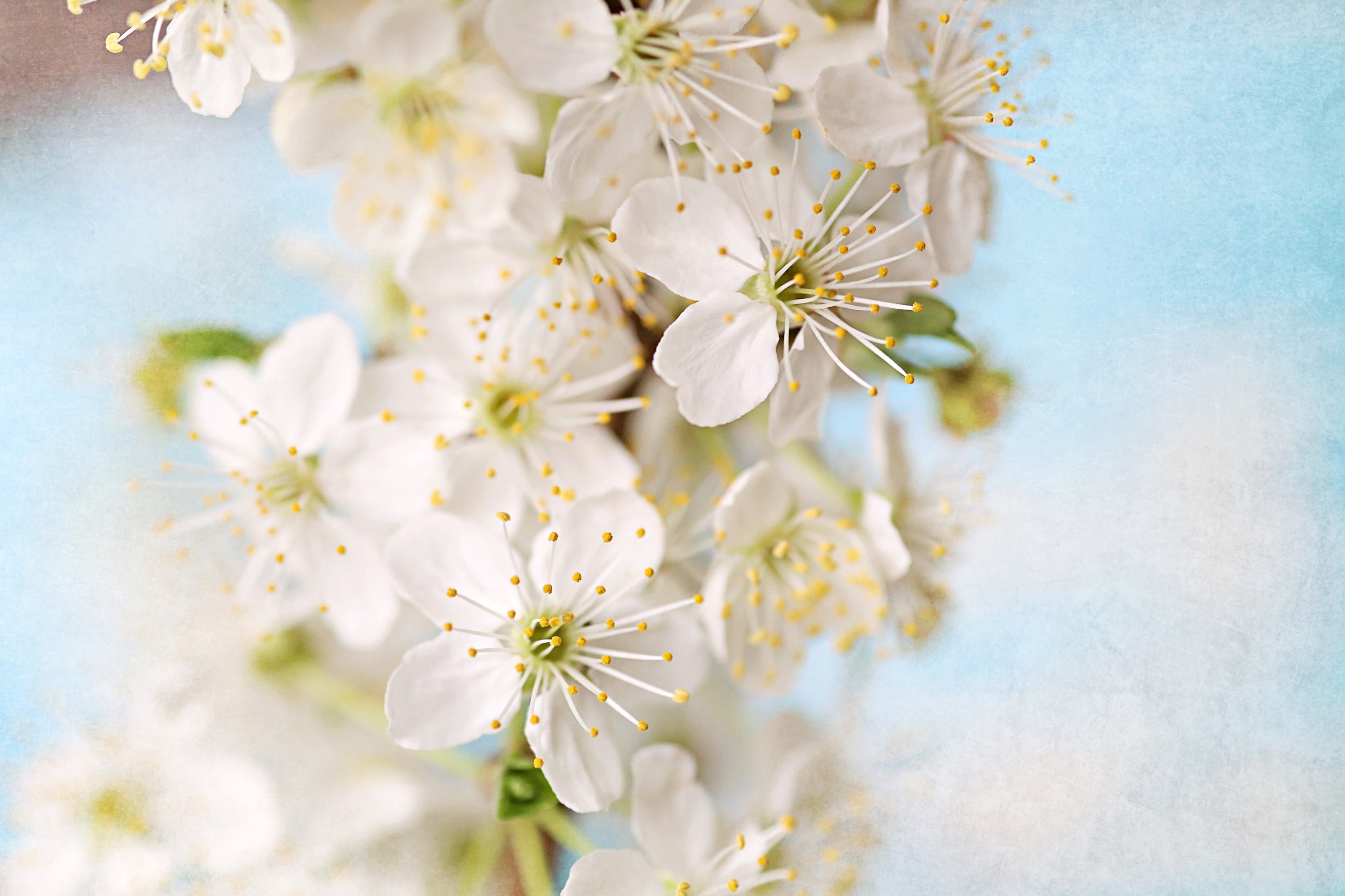 "Springtime" Painting Print on Wrapped Canvas