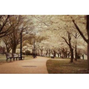 Springtime Stroll Canvas Art - Natalie Mikaels (12 x 18)