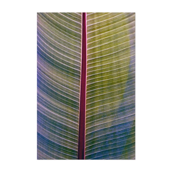 Springtime banana leaf poetry - Bezirk Pankow Berlin Germany Photography Botanical Nature Geometric Abstract Tropical Pattern Unframed Wall Art Print 24 x 36 inches