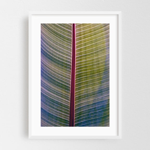 Springtime banana leaf poetry - Bezirk Pankow Berlin Germany Photography Botanical Nature Geometric Abstract Tropical Pattern White Framed Wall Art Print 12 x 18 inches