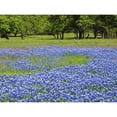 thumbnail image 1 of Springtime bloom of bluebonnets and paintbrush near Lake Buchanan Dam  Texas Hill Country Poster Print by Sylvia Gulin, 1 of 1