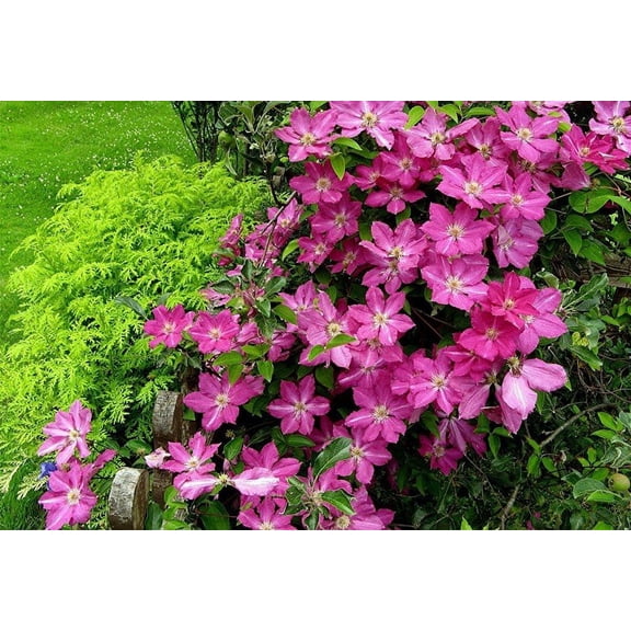 Sprinkles Clematis - Rosy Lavender with Soft White Bars - 2.5" Pot