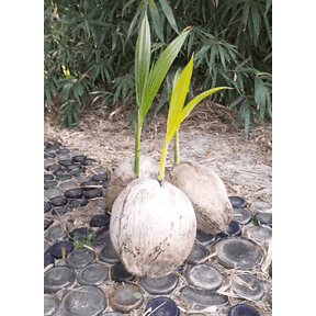 GiVE Naturally Coconut Palm Tree, Sprouted Coconut