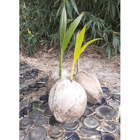GiVE Naturally Coconut Palm Tree, Sprouted Coconut