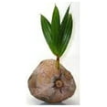 thumbnail image 1 of Sprouted Coconut Palm Tree Plant, 1 of 2