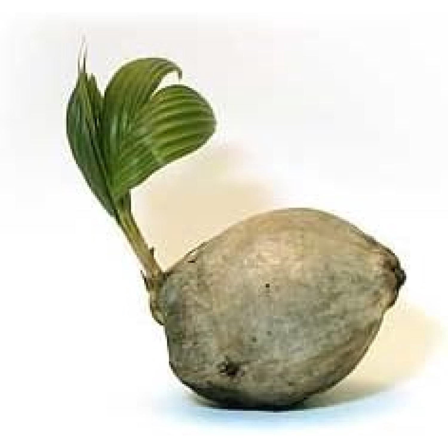 Sprout of coconut tree, young coconut seed germination green leave | Premium Photo