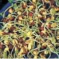 thumbnail image 1 of Sprouting Bean Adzuki Great Heirloom Vegetable 100 Seeds, 1 of 1