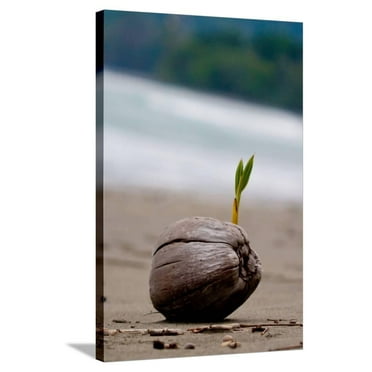 Sprouting Coconut Palm Tree on Beach Photo Poster Print, Stretched Canvas Wall Art  Sold by ArtCom