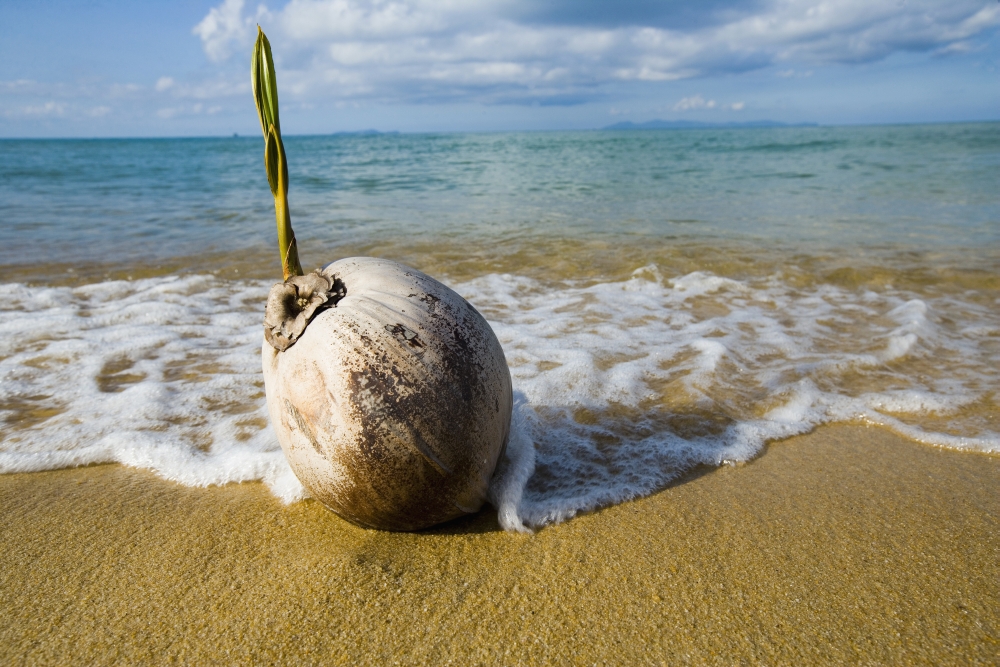 Sprouting Coconut Washed Up On Beach Canvas Art - Naki Kouyioumtzis Design Pics (38 x 24)