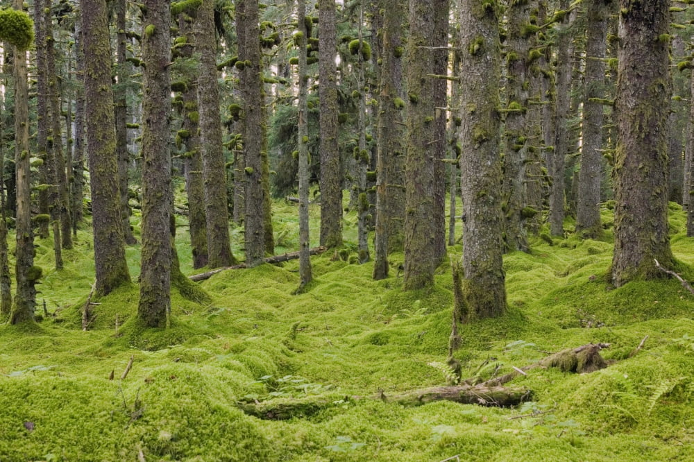Spruce Forest & Moss Near Coast Kodiak Island Southwest Alaska Canvas Art - Kevin Smith Design Pics (38 x 24)