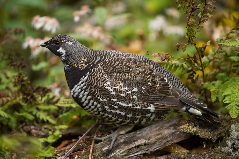 Spruce Grouse (Falcipennis Canadensis) Cape Breton Highlands National Park Nova Scotia Canvas Art - John Sylvester Design Pics (17 x 11)