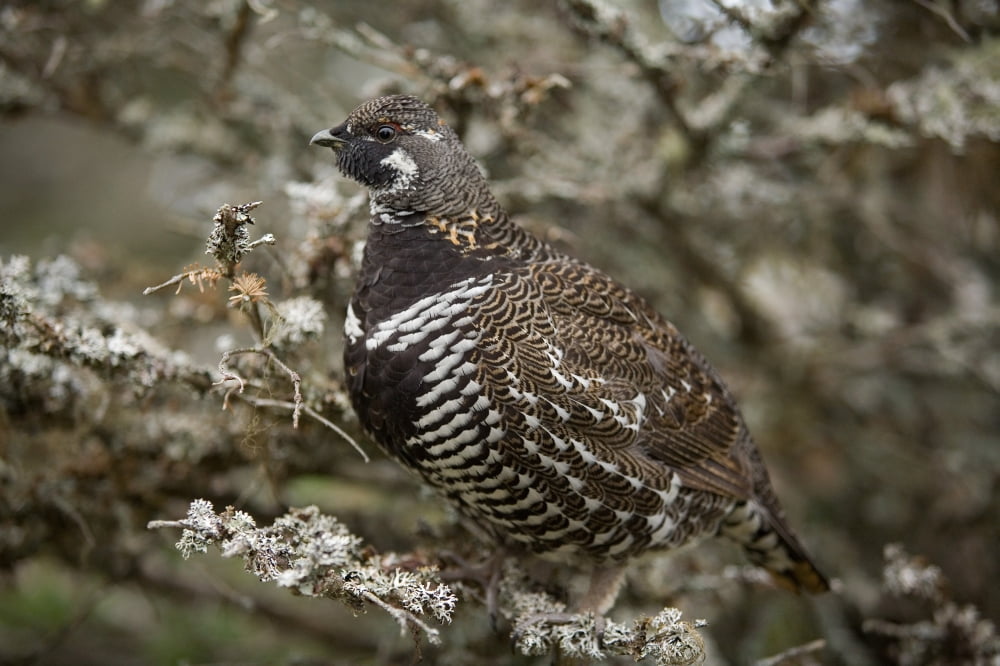 Spruce Grouse (Falcipennis Canadensis) Cape Breton Highlands National Park Nova Scotia Canvas Art - John Sylvester Design Pics (17 x 11)