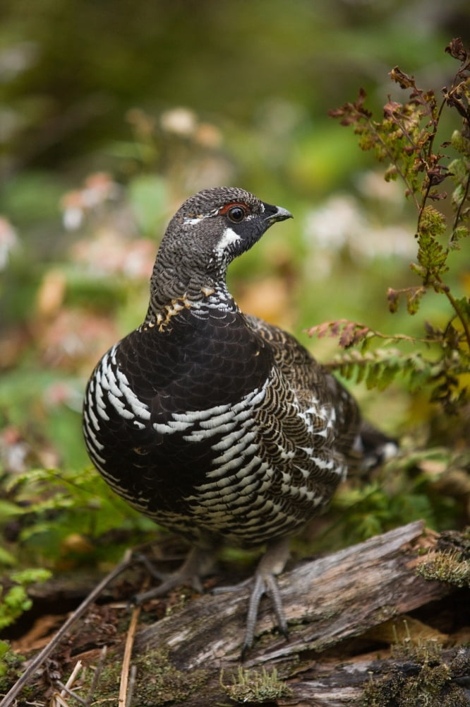 Spruce Grouse (Falcipennis Canadensis) Cape Breton Highlands National Park Nova Scotia Canvas Art - John Sylvester Design Pics (22 x 34)