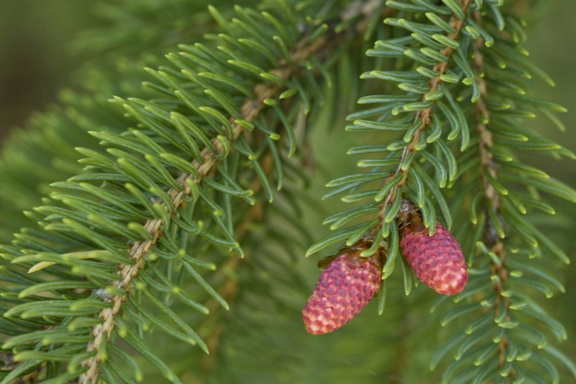Spruce New Growth Spring Close-Up Ontario Canada Canvas Art - Peter Van Rhijn Design Pics (17 x 11)