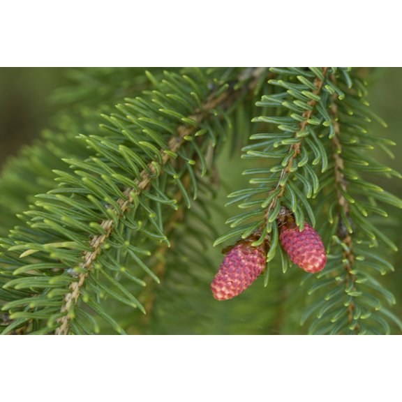Spruce New Growth Spring Close-Up Ontario Canada Canvas Art - Peter Van Rhijn Design Pics (34 x 22)