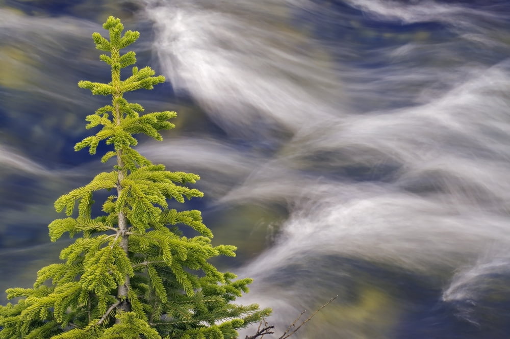 Spruce Tree And Creek Highwood Pass Peter Lougheed Provincial Park Kananaskis Country Alberta Canvas Art - Darwin Wiggett Design Pics (17 x 11)